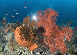 reeflife of Raja Ampat by Geoff Spiby 